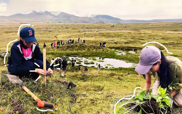 cómo reforestar