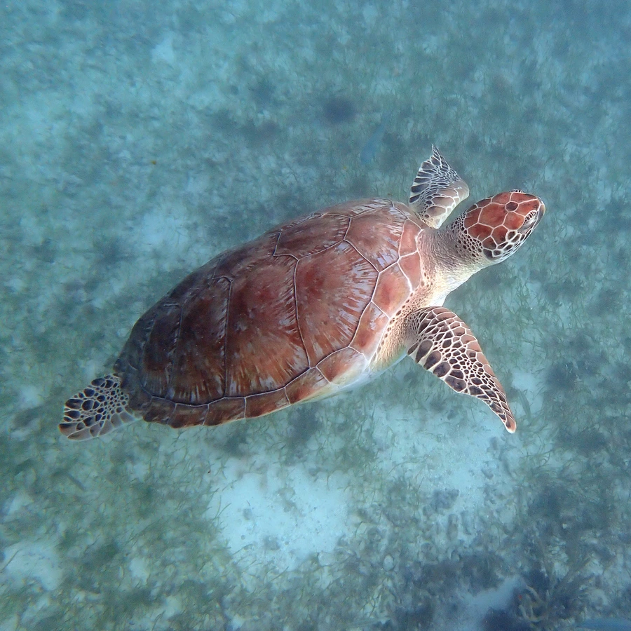 tortugas marinas