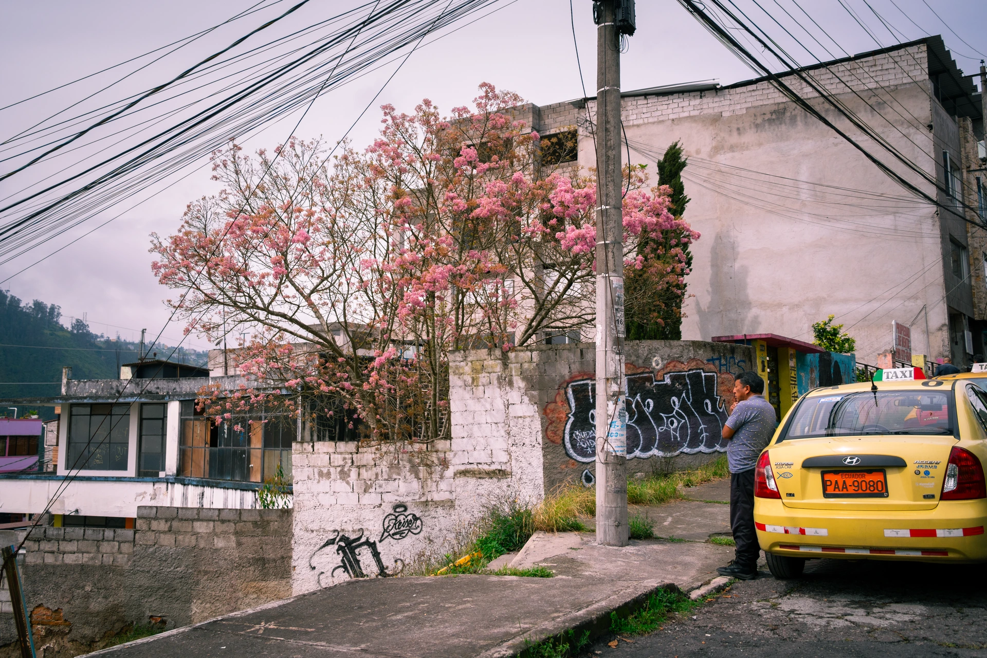 En un barrio quiteño, un taxista espera al pie de un arupo floreciente En un barrio quiteño, un taxista espera al pie de un arupo floreciente