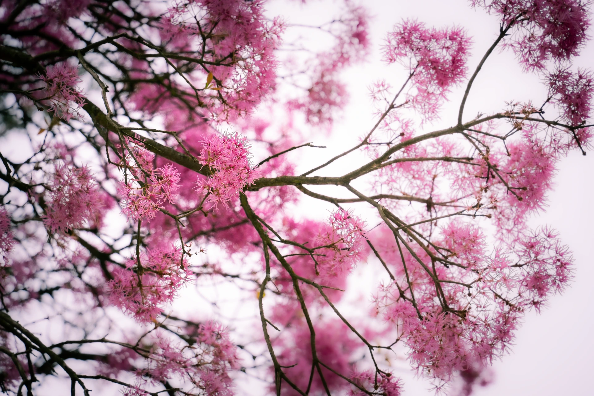 Como los sakura japoneses, los arupos atraen a los polinizadores con sus flores brillantes Como los sakura japoneses, los arupos atraen a los polinizadores con sus flores brillantes