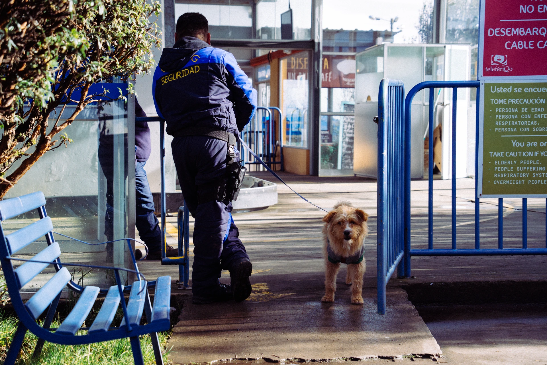 Al subir al teleférico de Quito, uno se encuentra, primero, con sus perros guardianes Al subir al teleférico de Quito, uno se encuentra, primero, con sus perros guardianes
