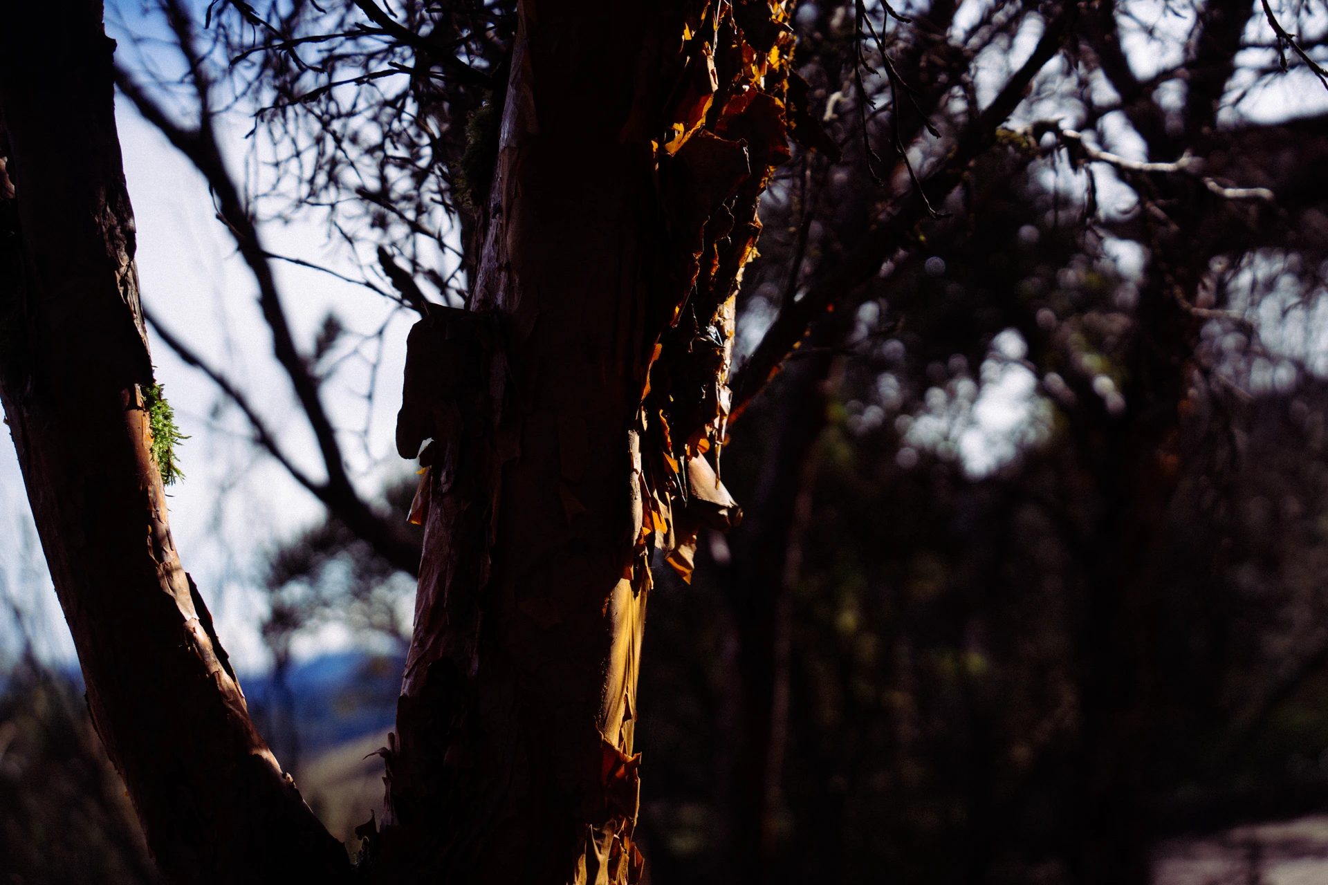 Un árbol de papel en el Rucu Pichincha Un árbol de papel en el Rucu Pichincha