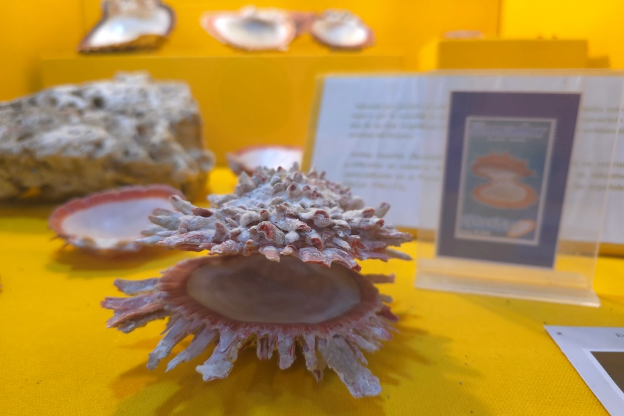 Concha spondylus, Salango