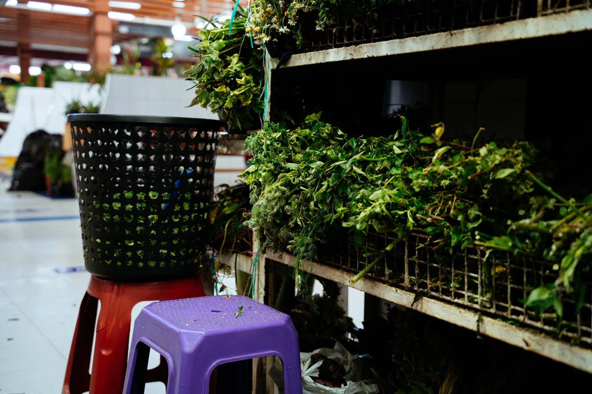Las plantas, esperando ser utilizadas por las hierbateras Las plantas, esperando ser utilizadas por las hierbateras