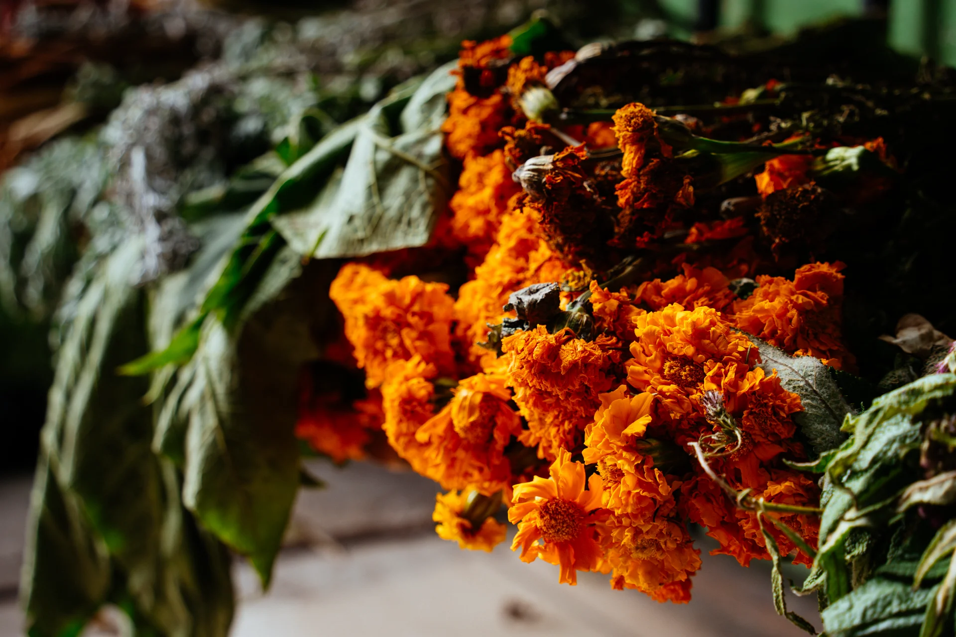 ENSAYO YERBATERAS 2 Flor de muerto, una de las yerbas utilizadas por las curanderas de Quito