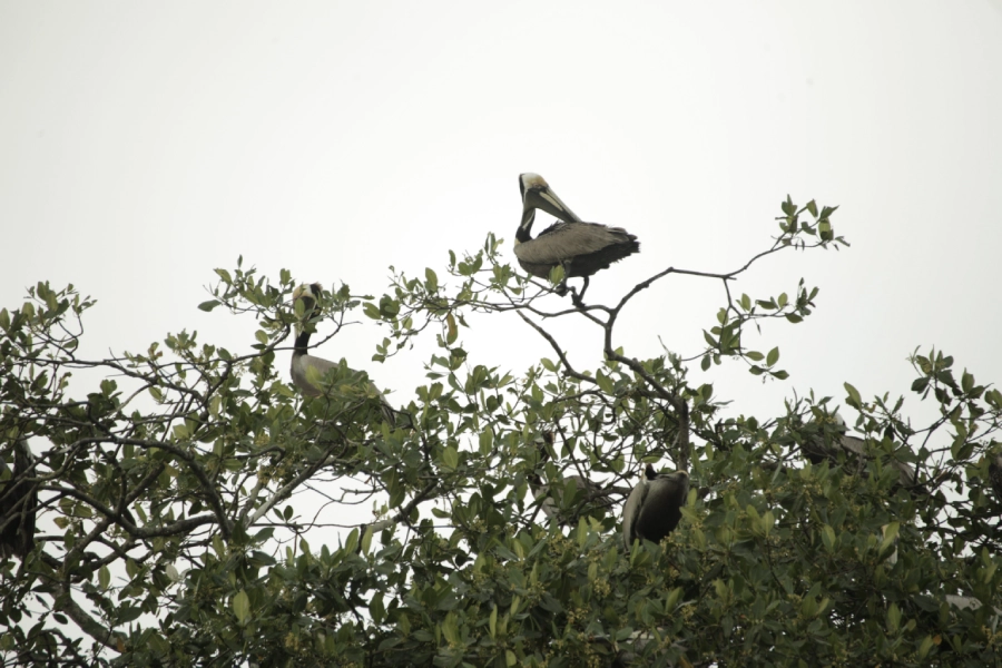aves Bunche