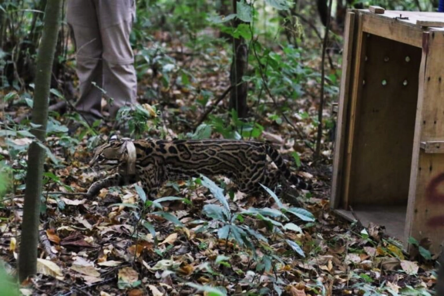 ocelote, tráfico de fauna silvestre en Ecuador