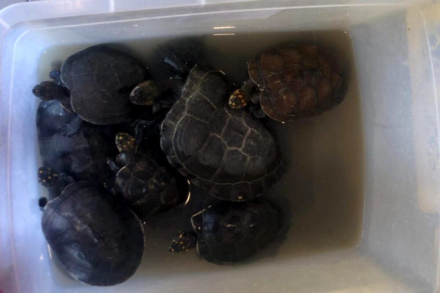 tortugas amazónicas, víctimas comercio ilegal de especies