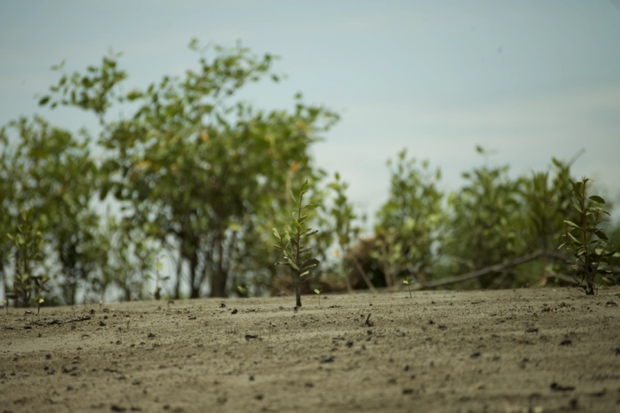 manglar de Bunche