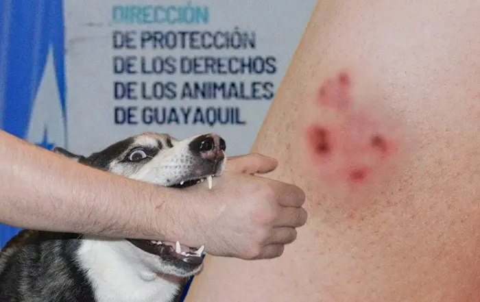 Qué pasa si te muerde un perro en Guayaquil
