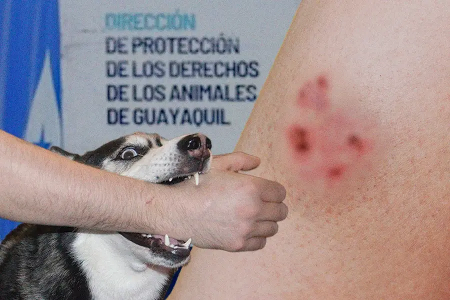 Qué pasa si te muerde un perro en Guayaquil