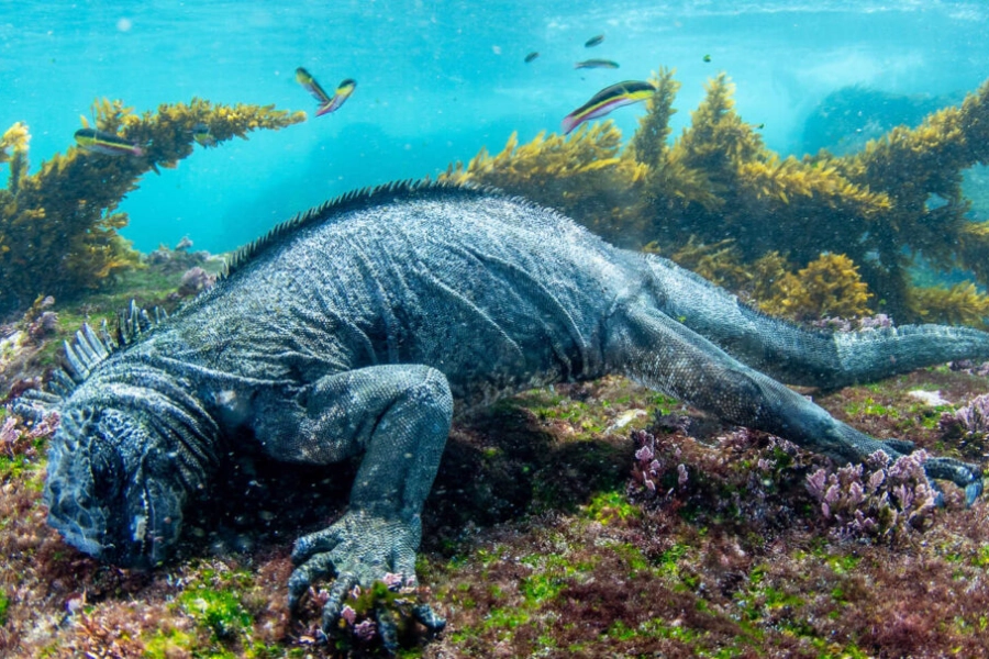 iguana marina Galápagos, comiendo algas