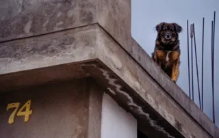 Un perro está asomado en la terraza de una casa en el El Edén de Quito