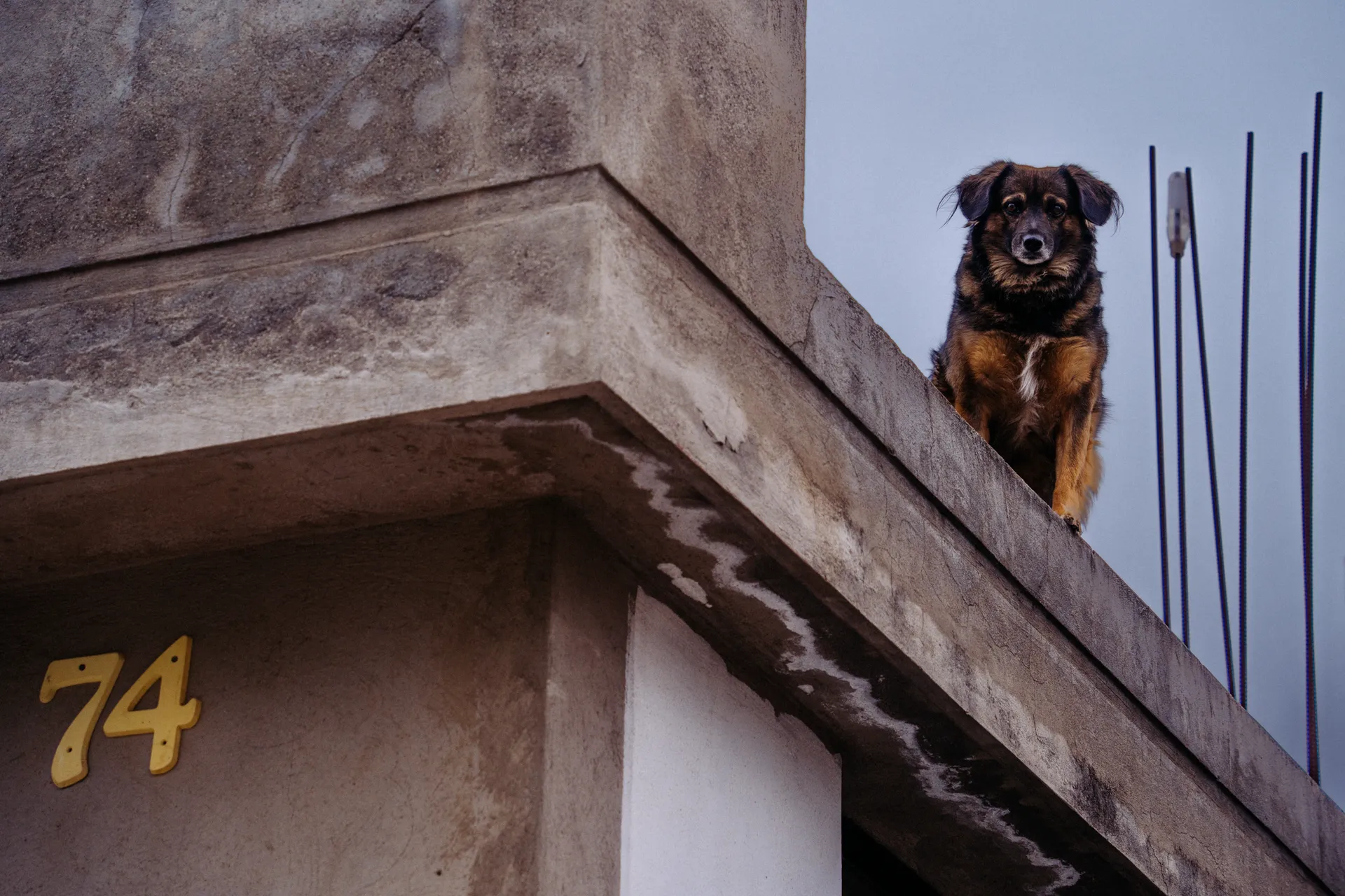 Un perro está asomado en la terraza de una casa en el El Edén de Quito