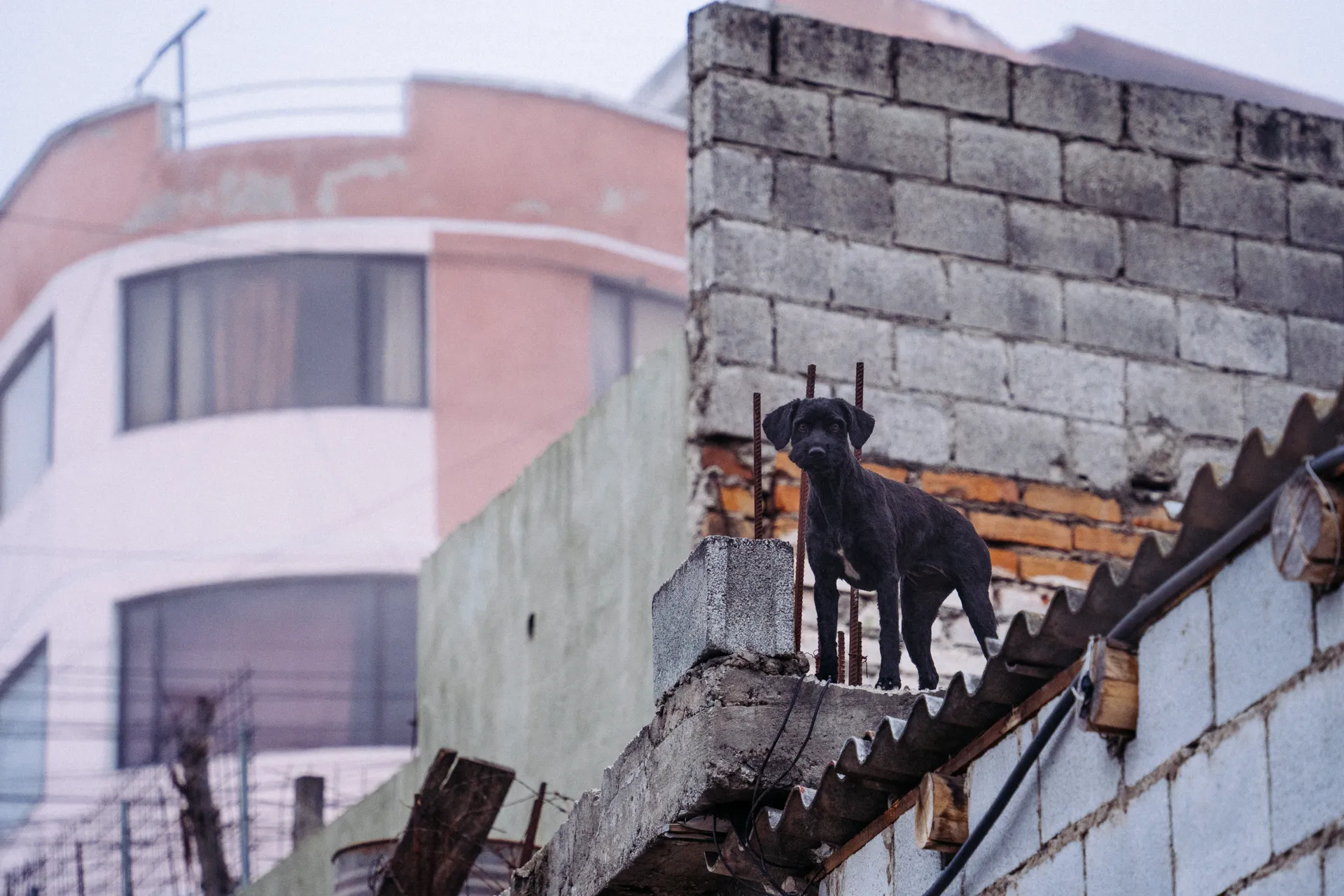 El perro alerta a todo el barrio con sus ladridos.