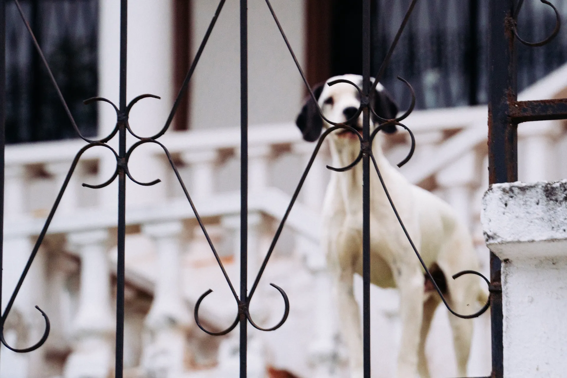 Detrás de esas rejas que los separan del resto del mundo, muchos perros viven una soledad que no eligieron.