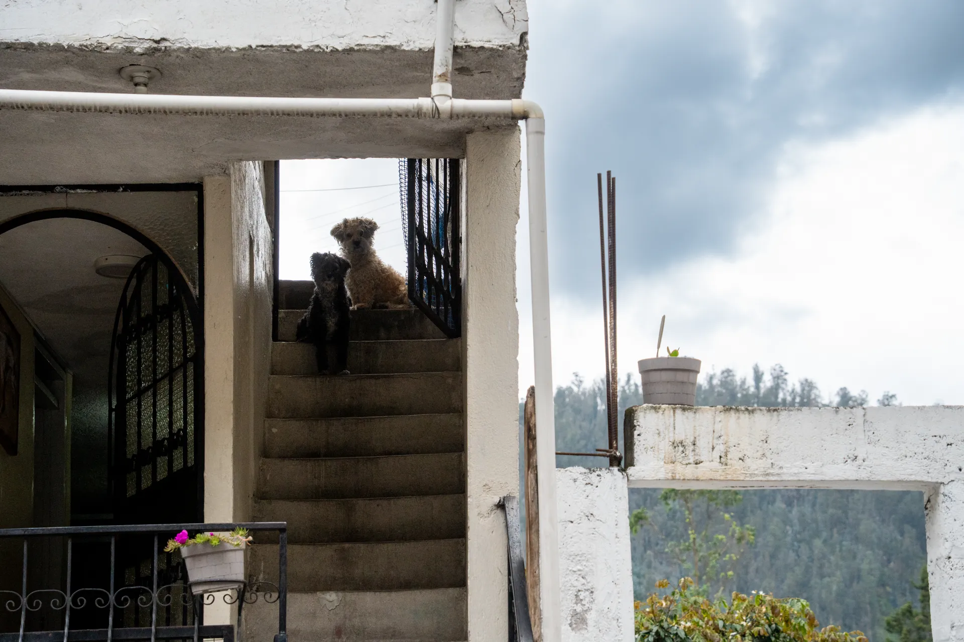 Perros pequeños miran con curiosidad desde las escaleras de su casa.