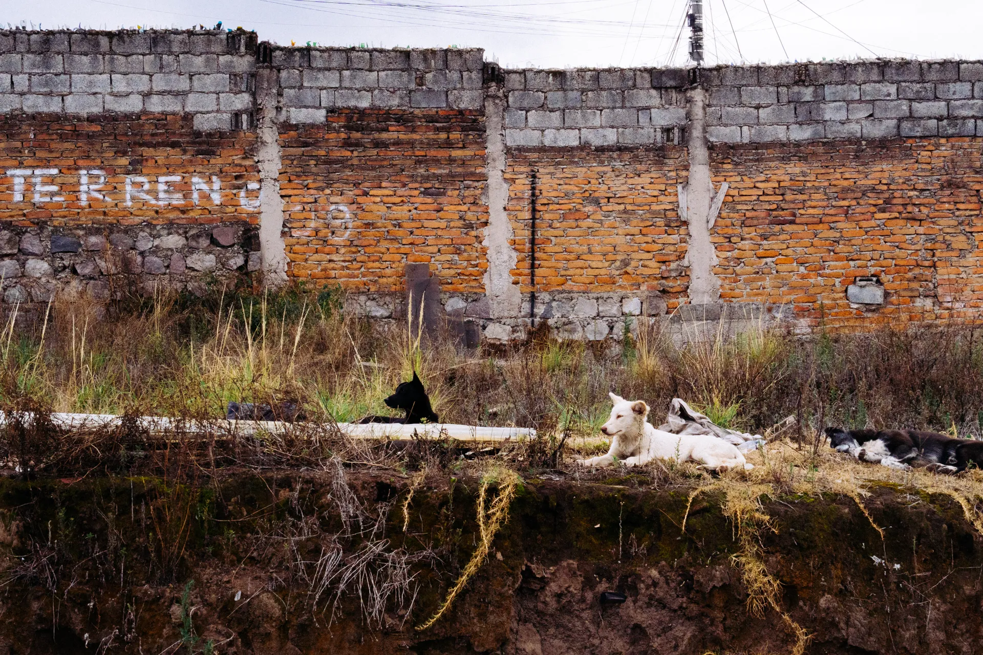 Manada de perros está atenta en barrio norte de Quito.