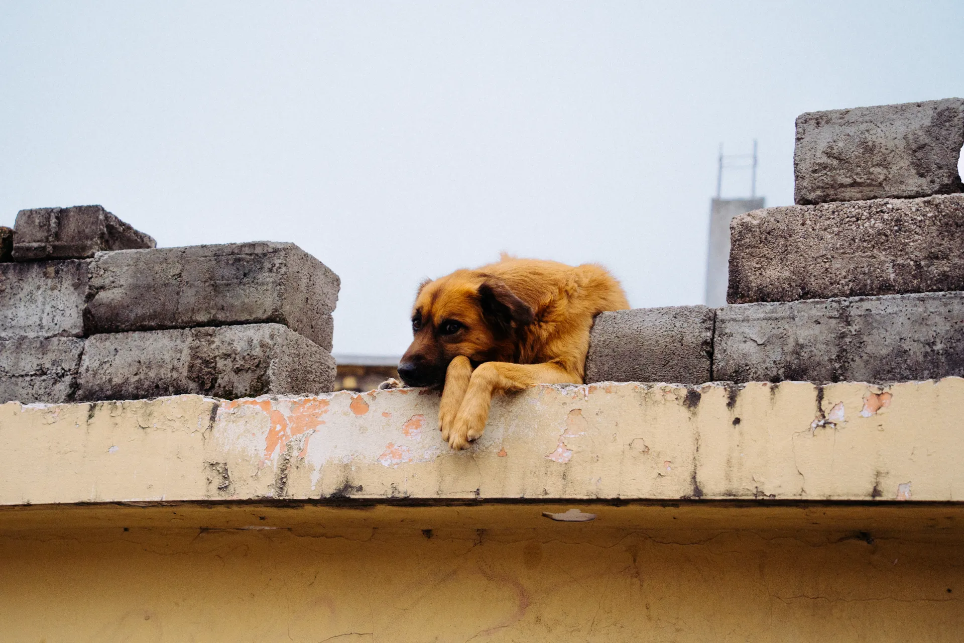 Perro está esperando en el borde del techo de una casa en Quito