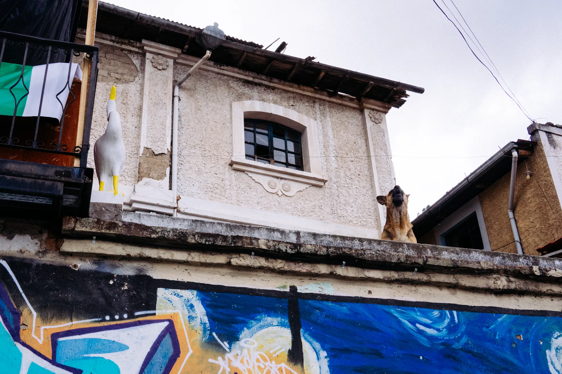 aulla alertando en la terraza de una casa