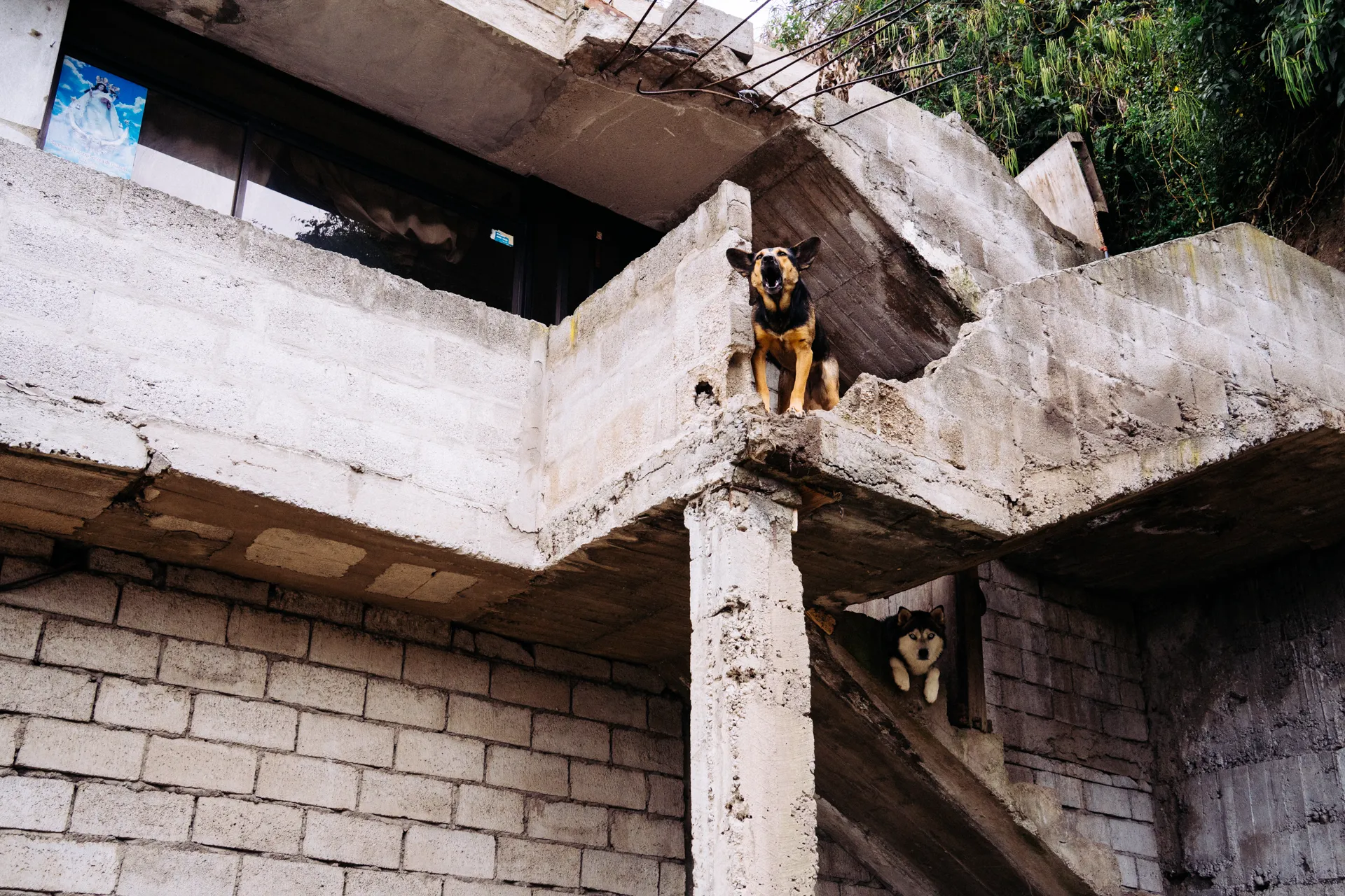 Un perro ladra y el otro vigila una casa en Guápulo