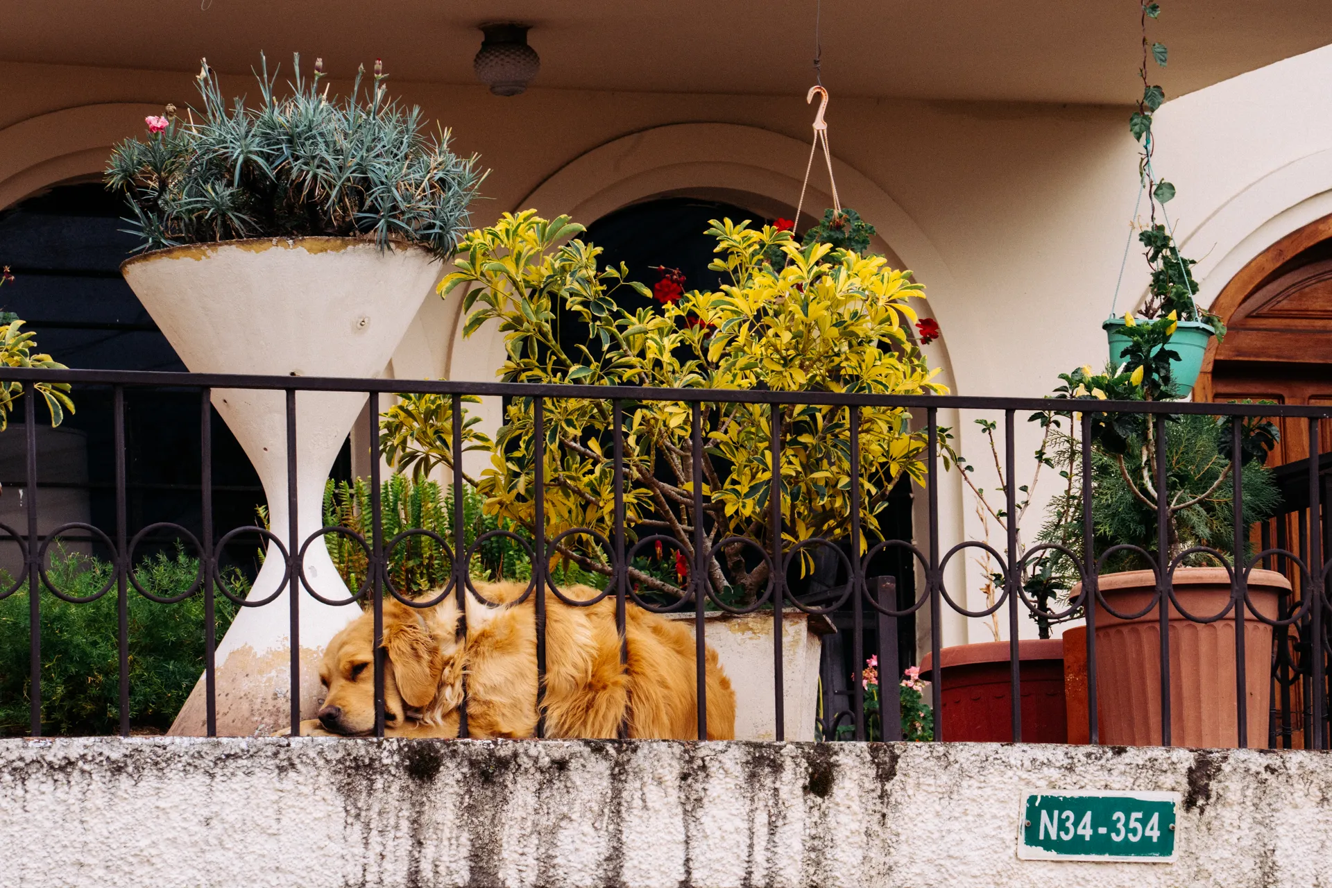Perro duerme en el patio de una casa en el sector de la Guanguiltagua