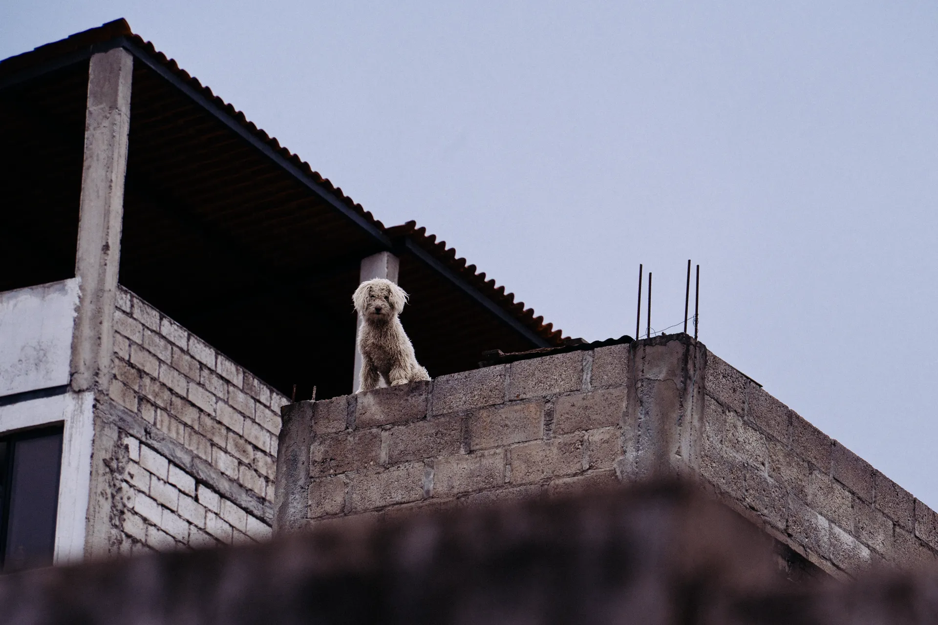 Perro pequeño se asoma a la esquina de una terraza en el norte de Quito
