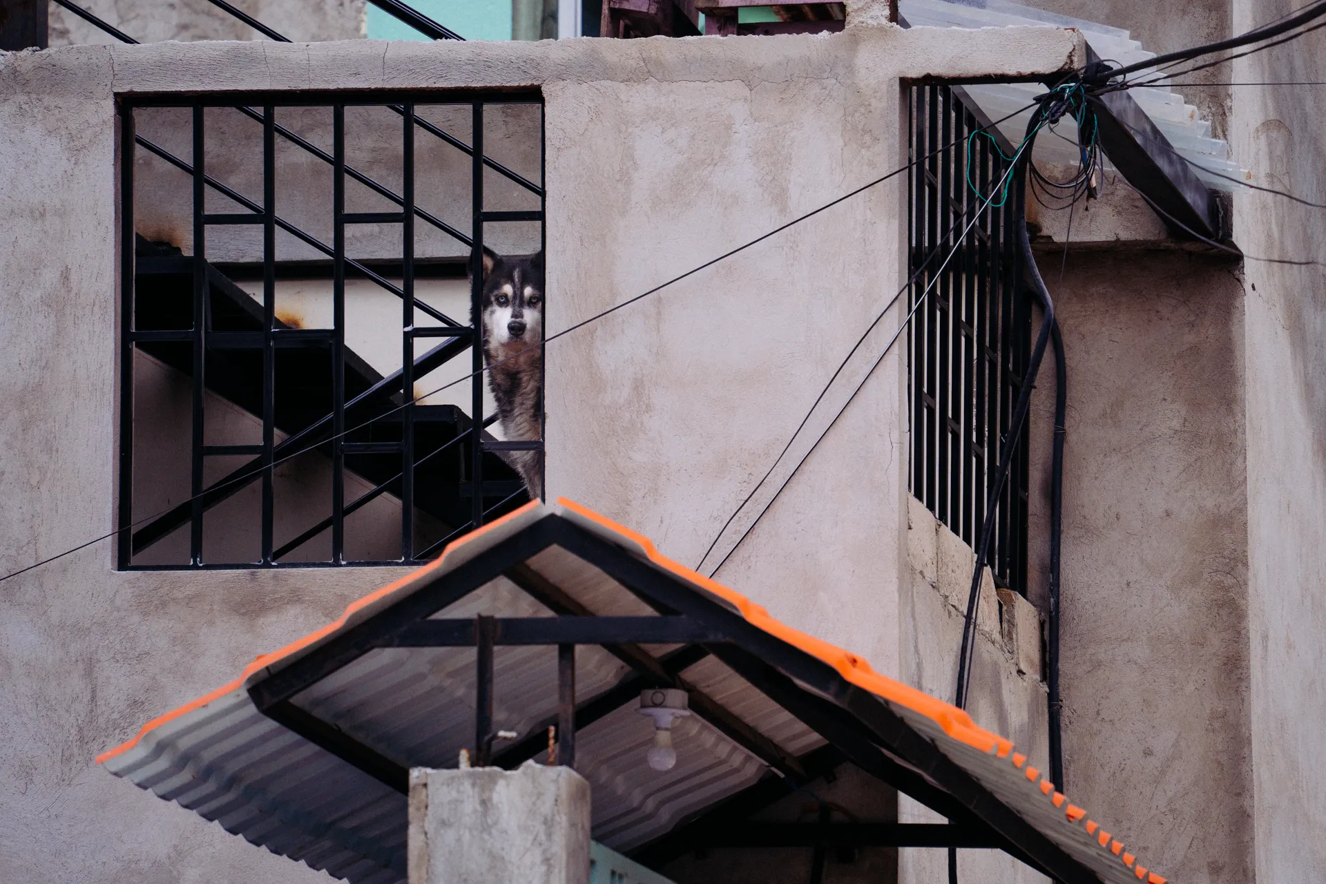 Mascotas caninas saltan, ladran, mueven la cola, gruñen y se vuelven la primera alarma de casa.