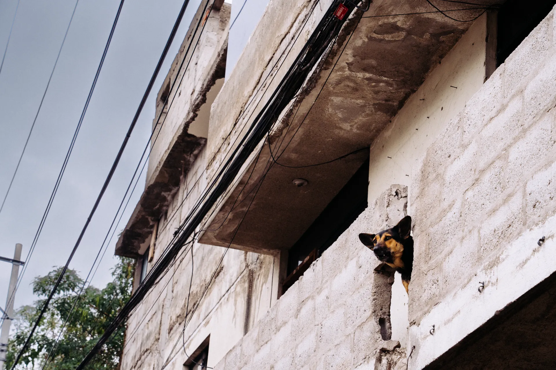 Mascota doméstica canina es alarma de seguridad en casas.