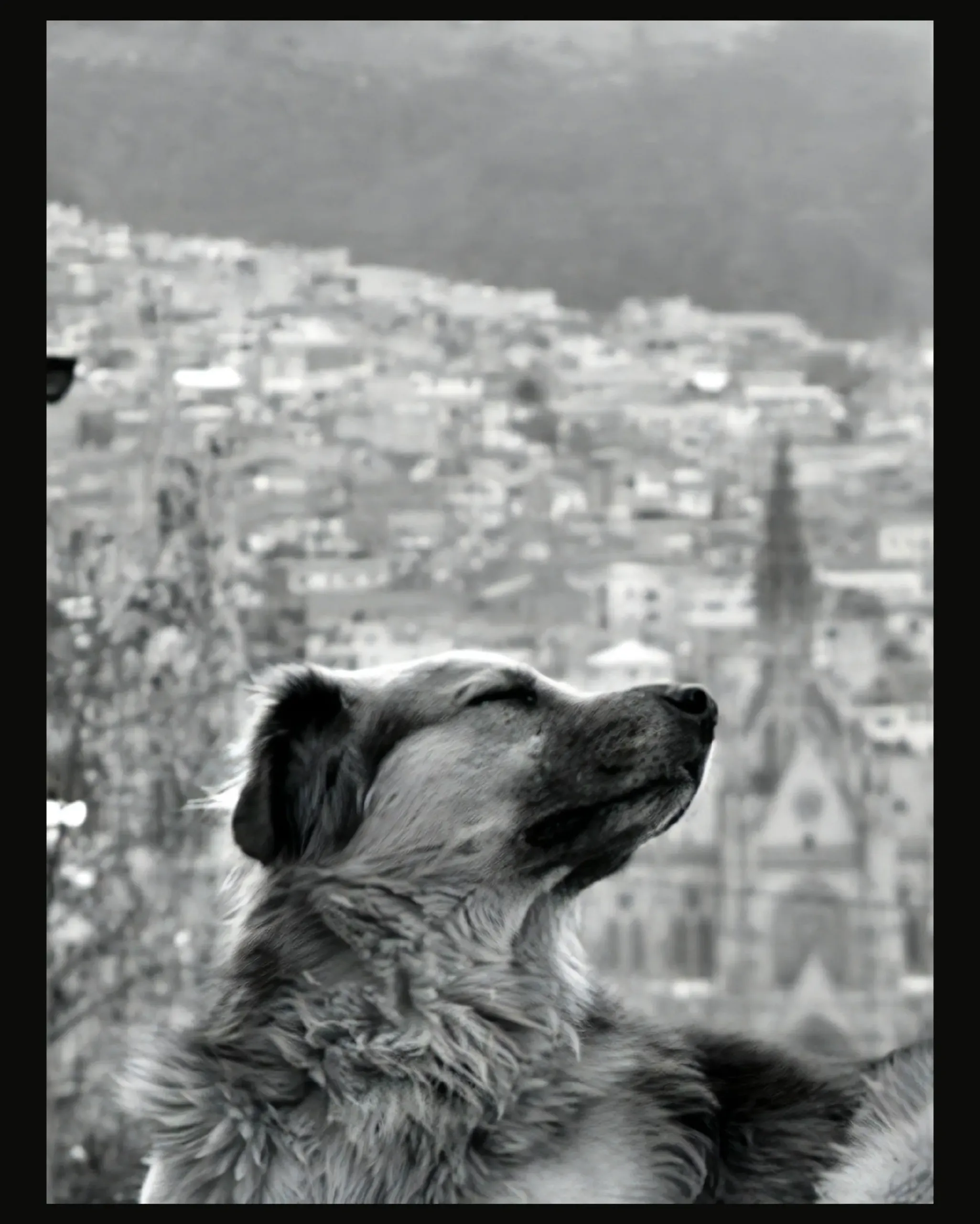 Un perro asomado a Quito
