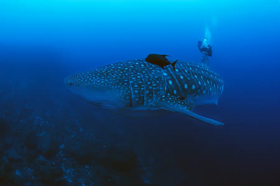 Hembra de tiburón ballena migrando.