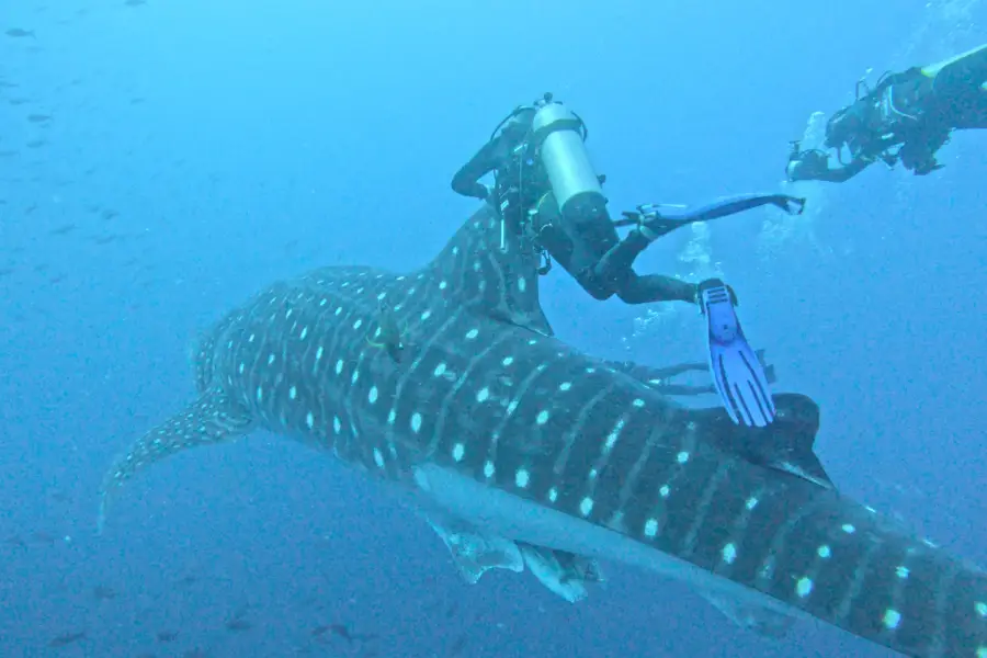Buzo junto a un tiburón ballena gigante en las aguas profundas de Darwin, Galápagos