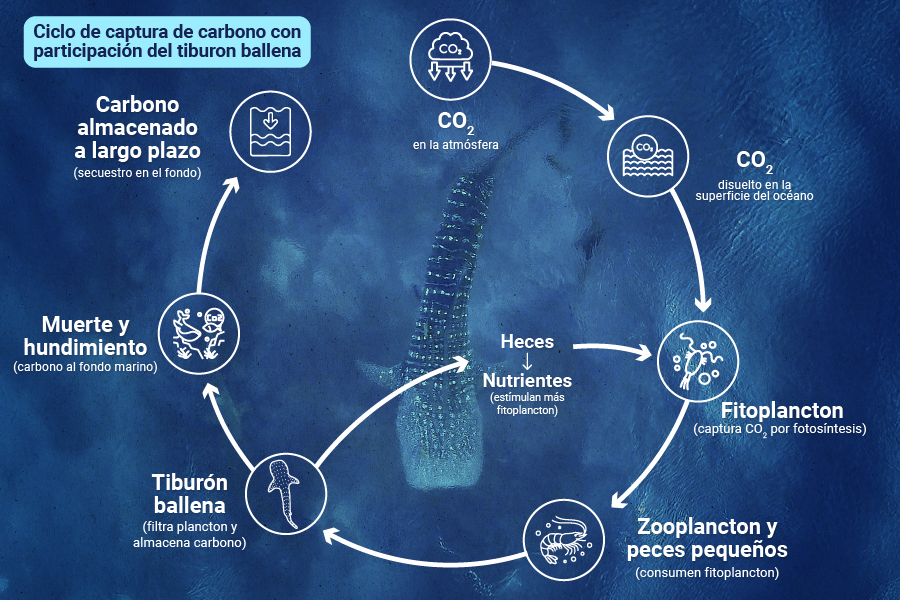 Ilustración de Karla Cabrera para GK Studio