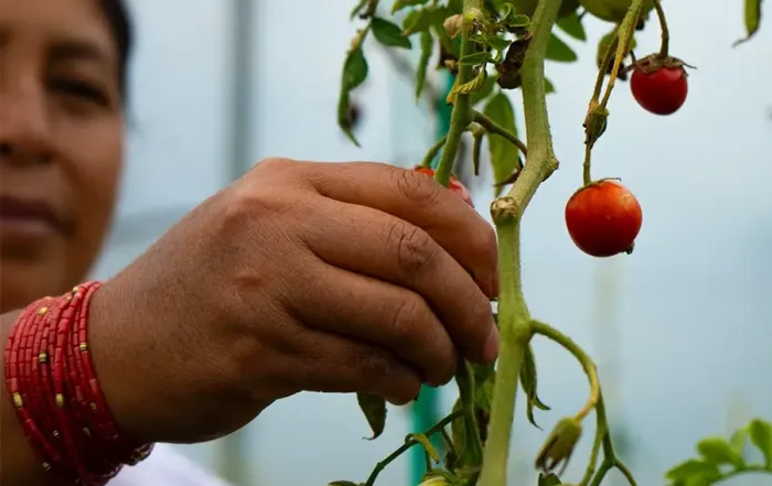 metodolog&iacute;a SHEP