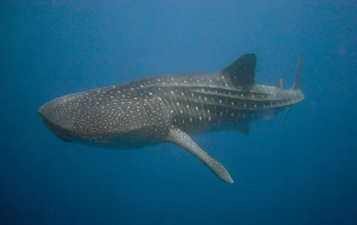tibur&oacute;n ballena ayuda