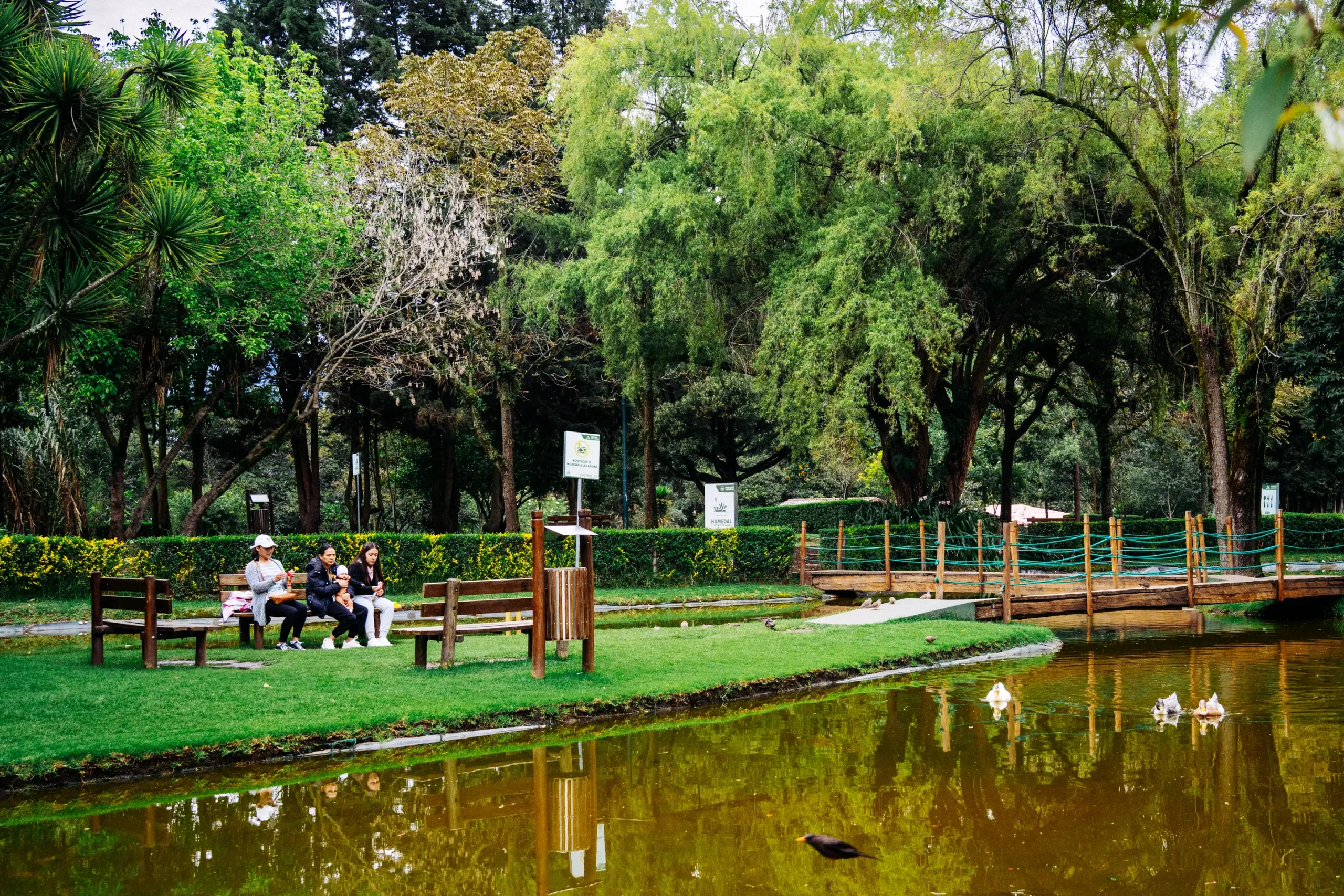 Darle de comer a los patos, desde una de las bancas del parque Las Cuadras