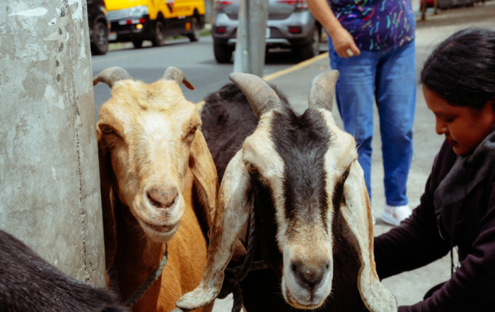 Se vende leche de cabra en Quito