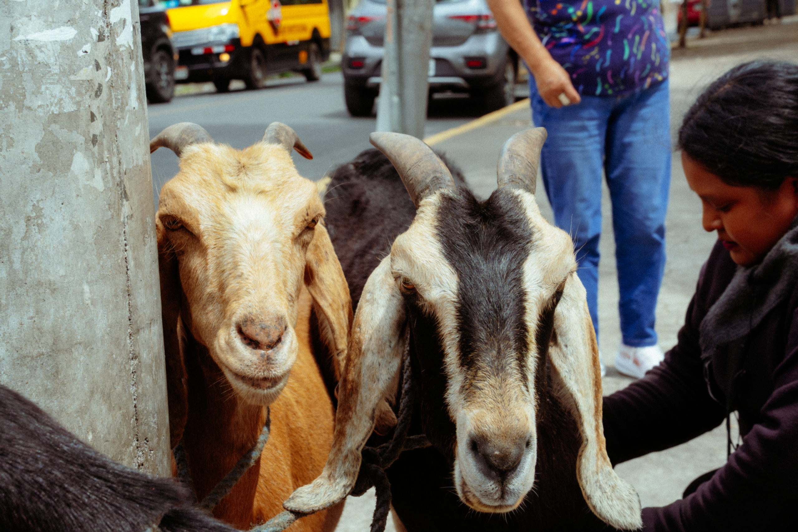 Se vende leche de cabra en Quito