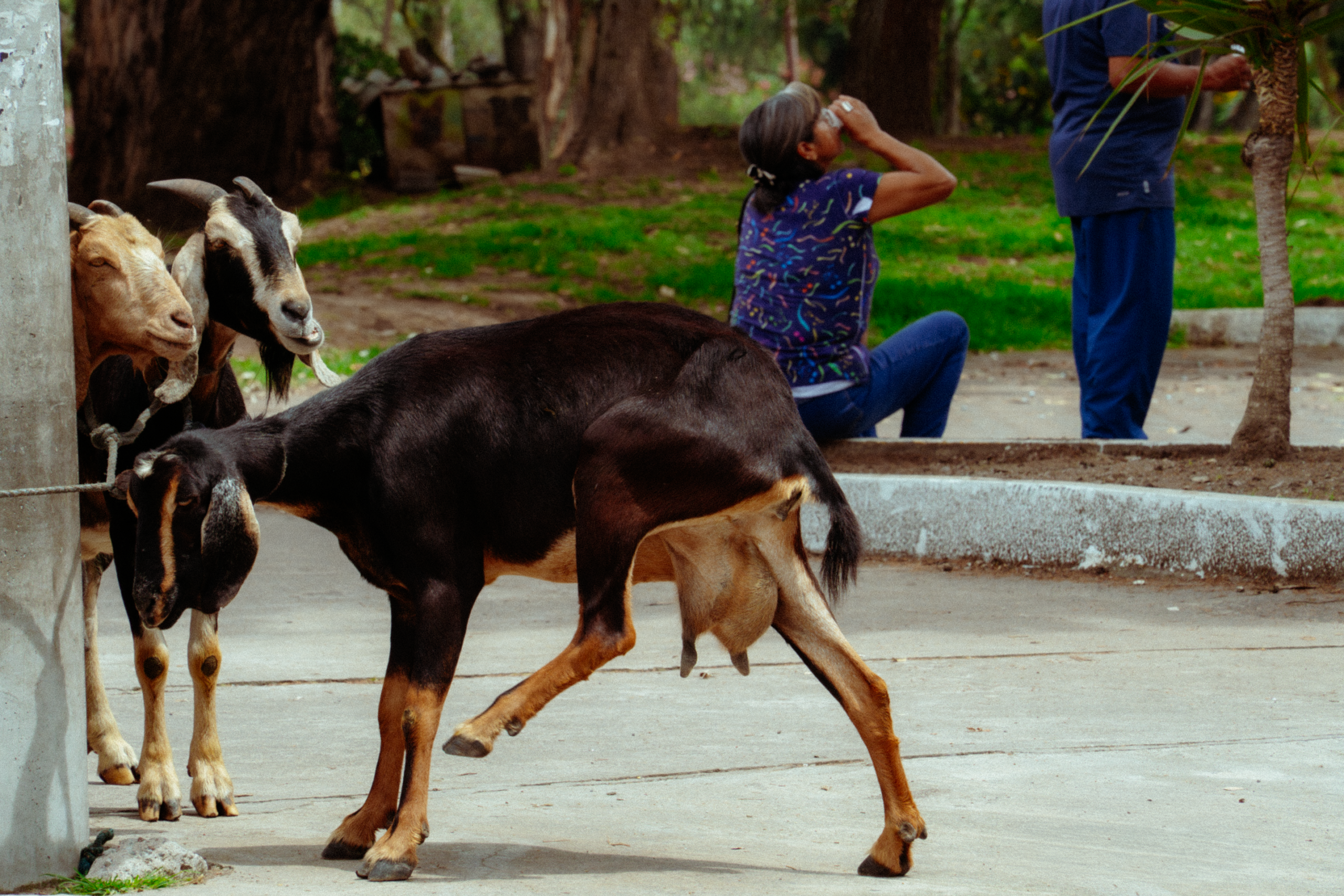 En plena ciudad, una cabra pasea