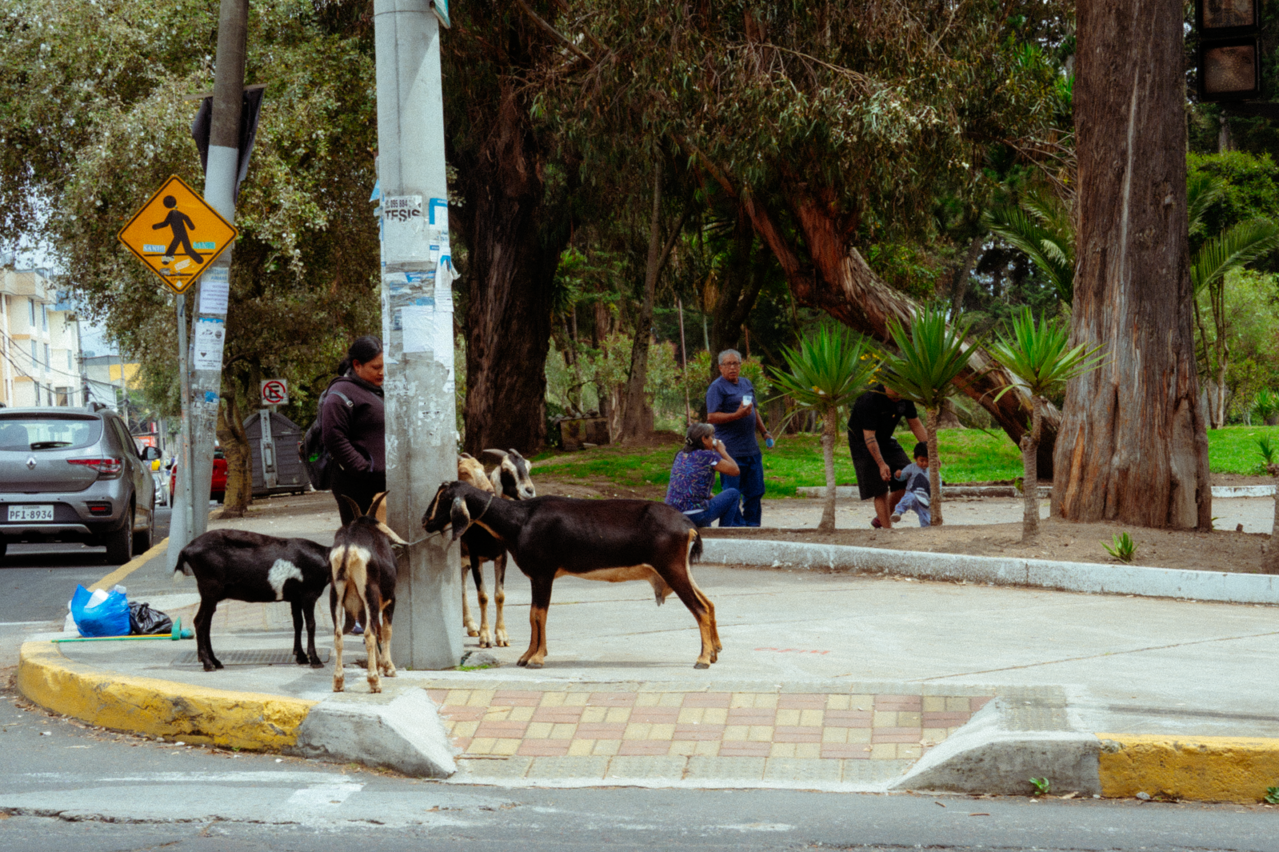 En una esquina, una cabra espera