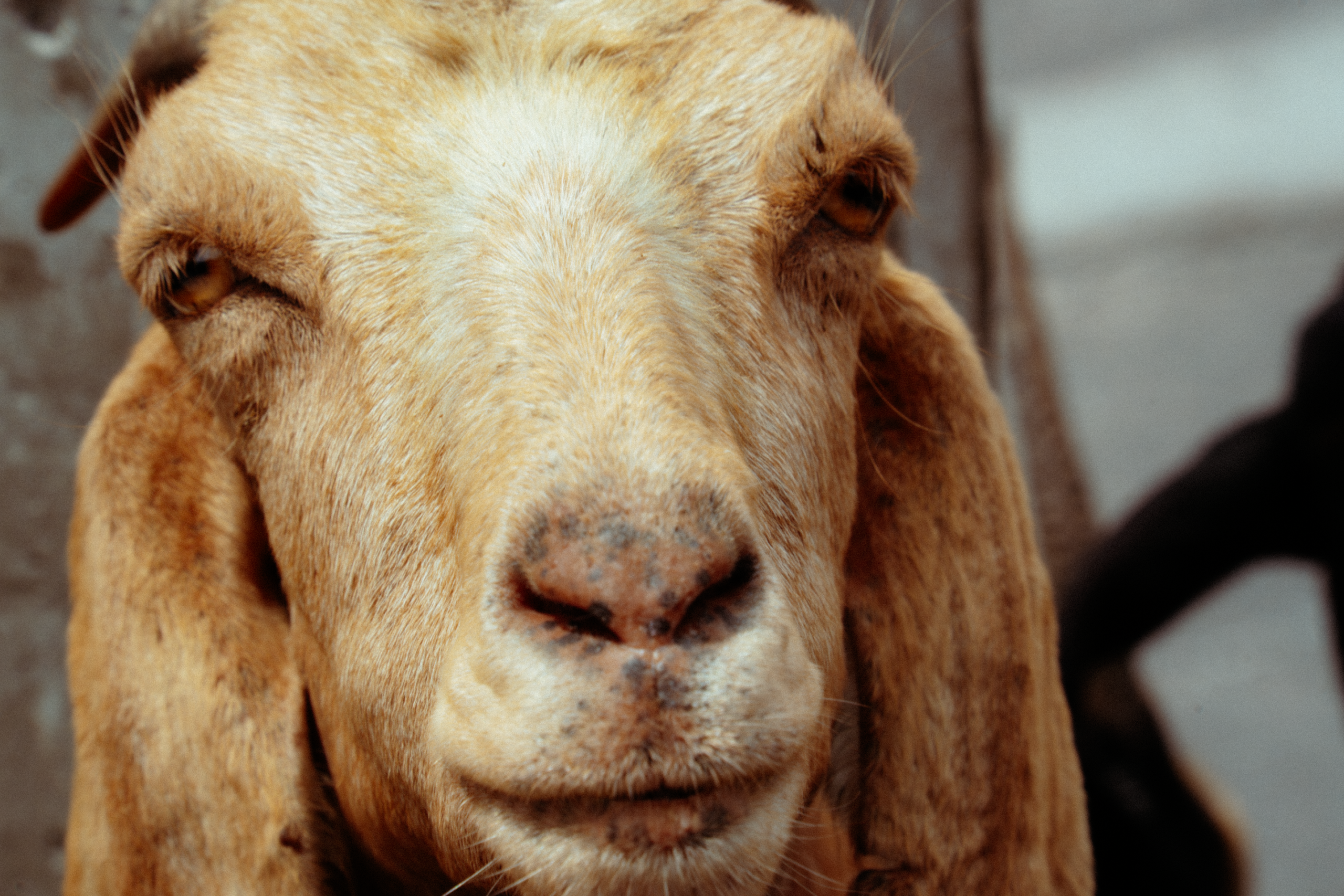 Una mirada tierna y diab&oacute;lica, como la del carnero del Apocalipsis.