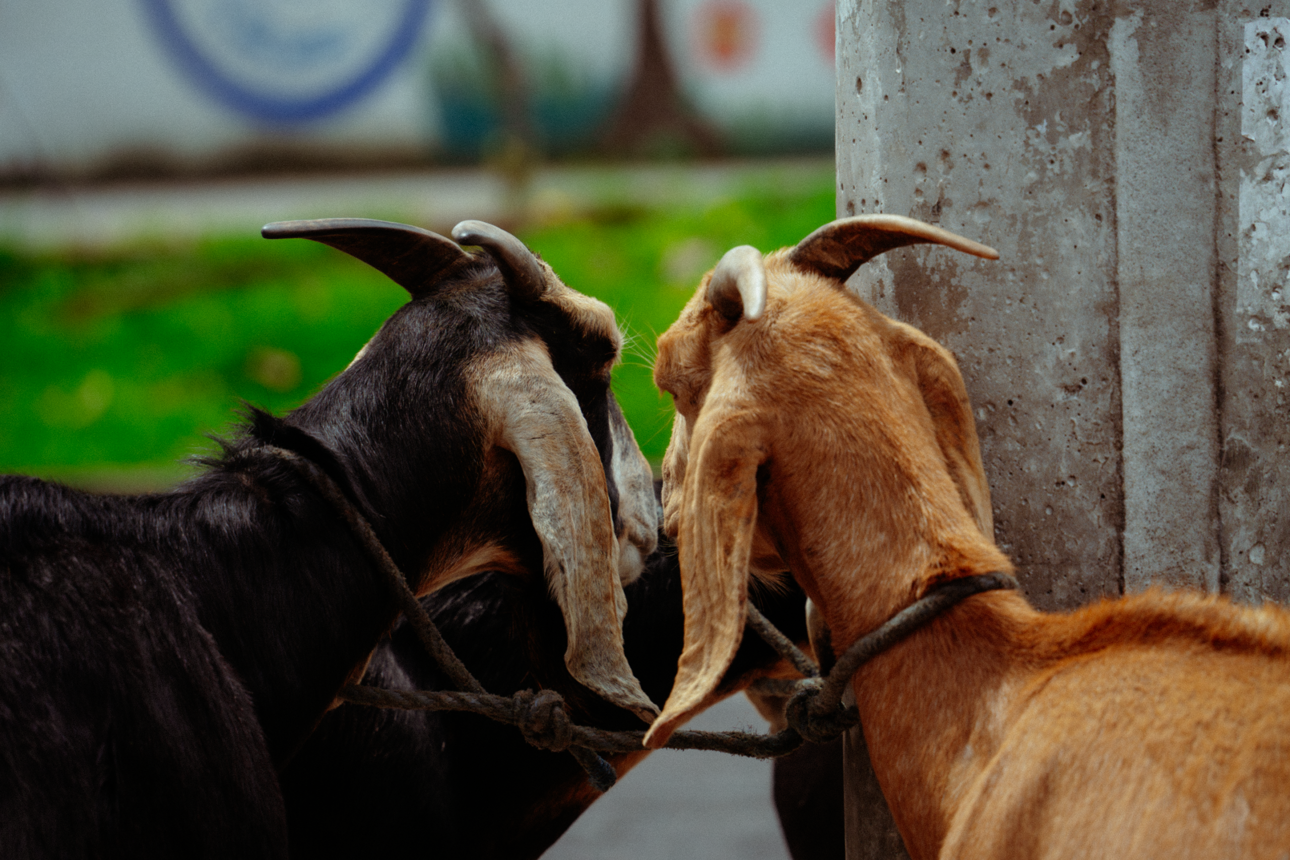 Pulga, Gorda, Venado, Manuela, Amarilla