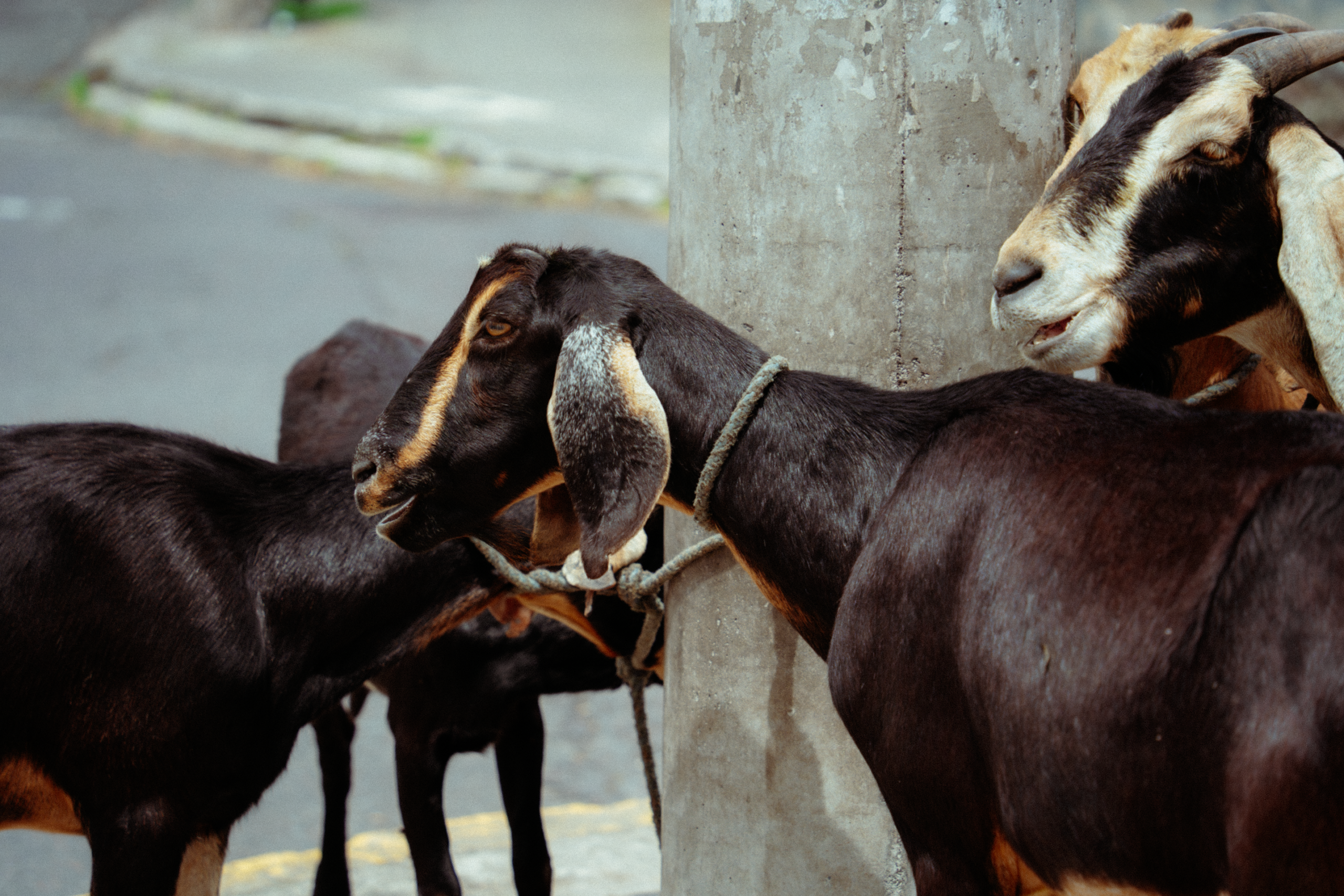 Las cabras