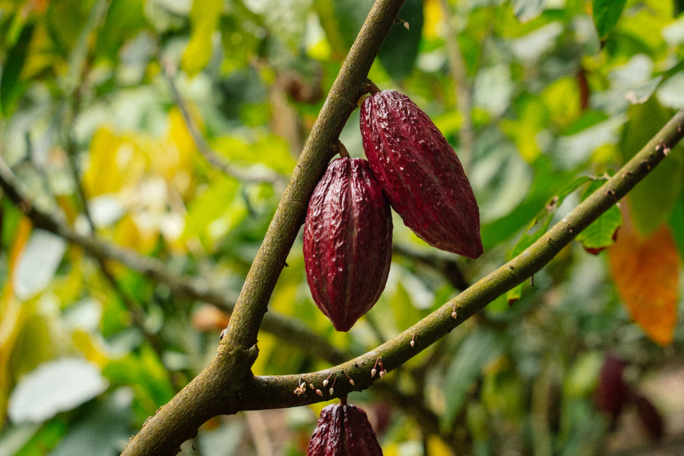 peque&ntilde;os productores de cacao