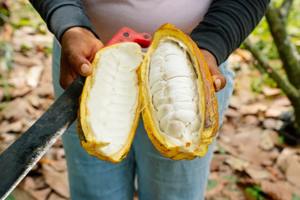cacao
