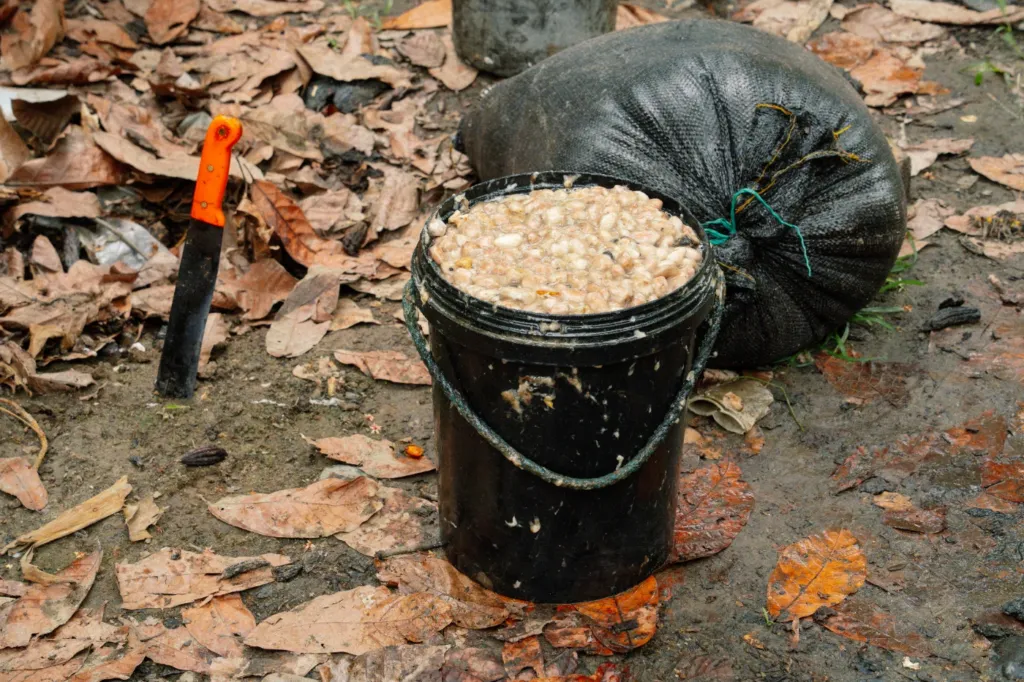 pepas de cacao