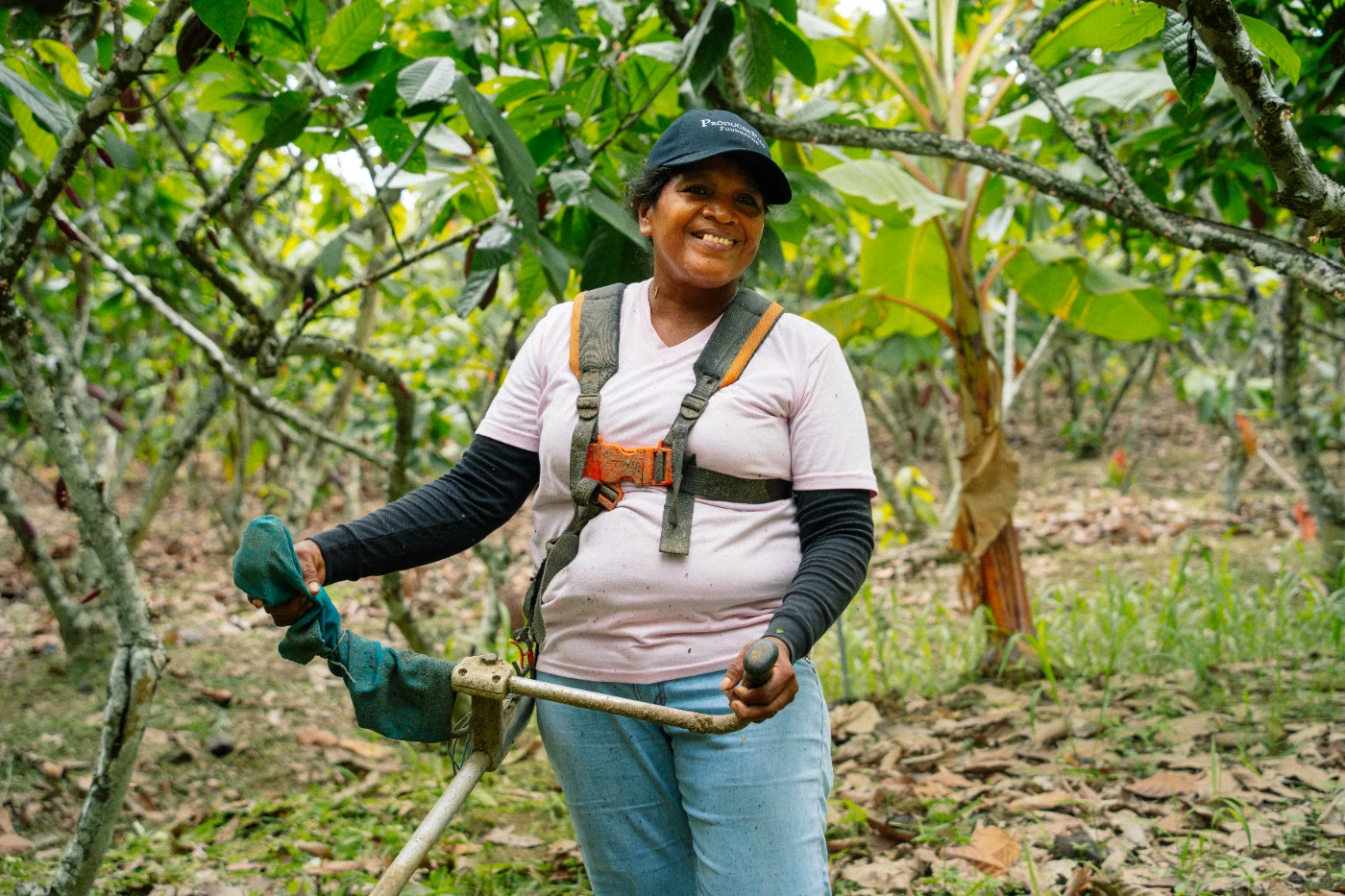 cacaoteros aprenden a cuidar