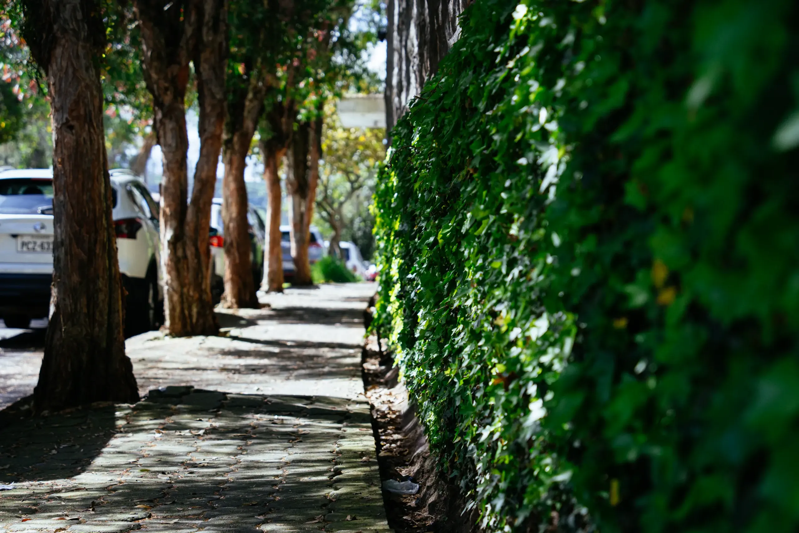En Quito, las enredaderas parecen estar por todas partes