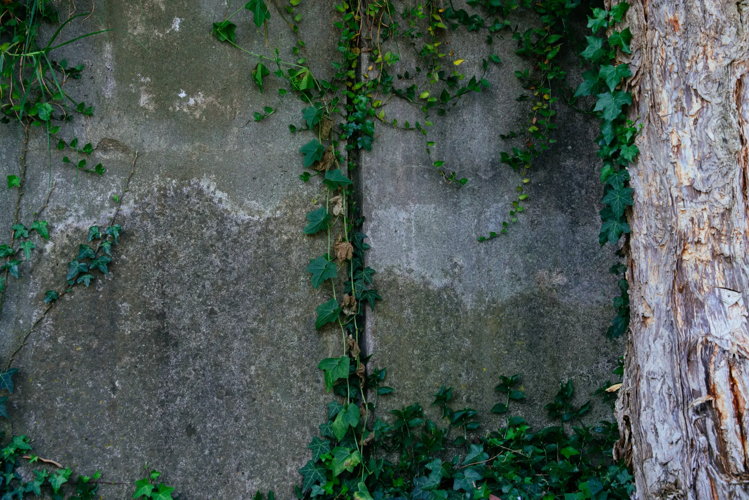 Detalle