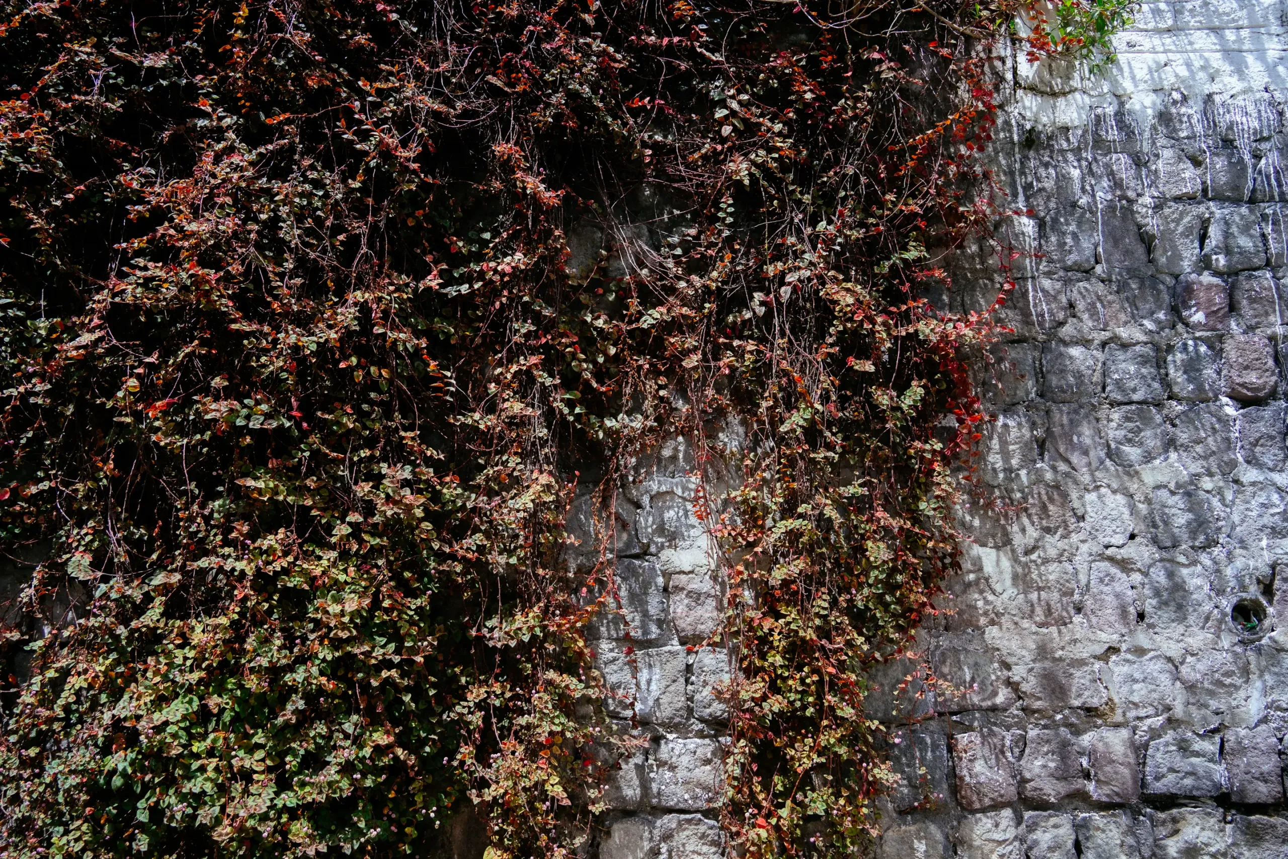 Mandevillas, buganvillas, enamoradas del muro